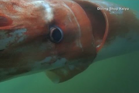 Japan: Giant deep sea squid swims in bay
