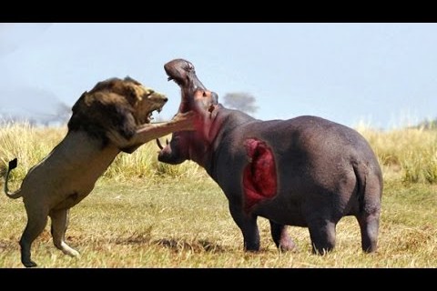 lion killed by hippo a bloody war